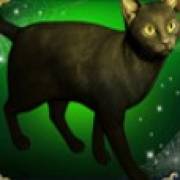 Book of Witchcraft: Cat