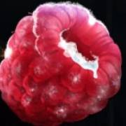 Ice Cold Fruits: Raspberry