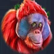 King Koko's Quest: Orangutan