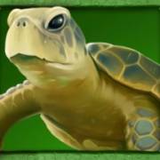 Lady Lava: Turtle