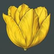 Mystery Garden: The flower is yellow
