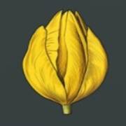 Mystery Garden: Bud yellow