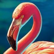 Red Hot Volcano: Flamingo