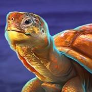 Red Hot Volcano: Turtle