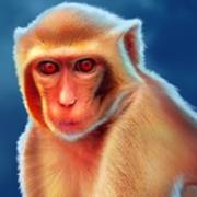 Red Hot Volcano: Monkey