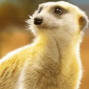 Rumble Rhino Megaways: meerkat