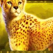 Rumble Rhino: Cheetah