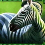 Rumble Rhino: Zebra