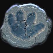 Spinosaurus: Triceratops footprints