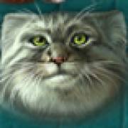 Super Cats: Manul