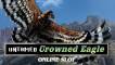 Untamed Crowned Eagle
