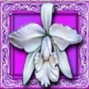 White Orchid: Orchid