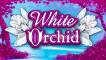 White Orchid