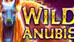Wild Anubis