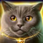 Wild Hearts: Fluffy cat