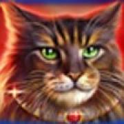 Wild Hearts: Maine Coon