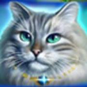 Wild Hearts: Blue-eyed cat