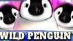 Wild Penguin