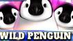 Wild Penguin