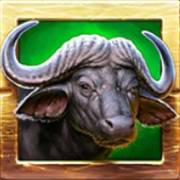 Zulu Gold: buffalo