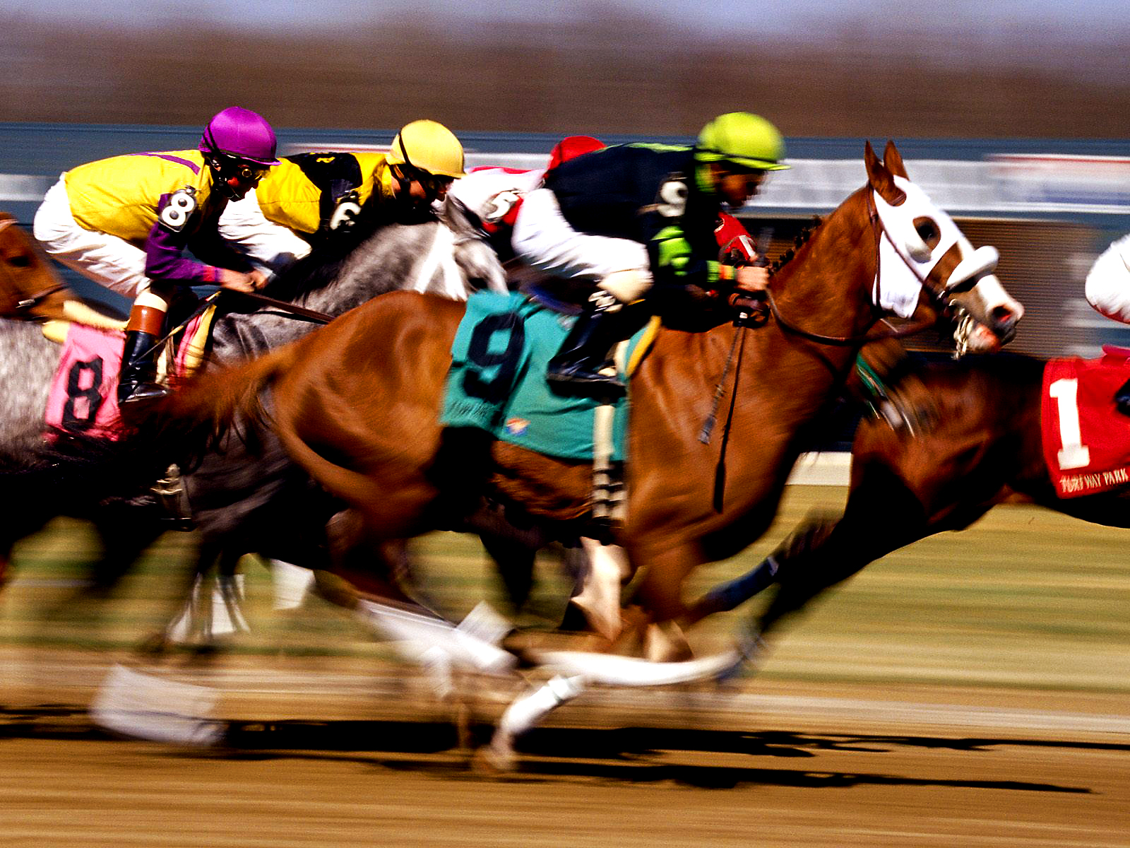 Horse races Horse races. Riders number 8 and 9